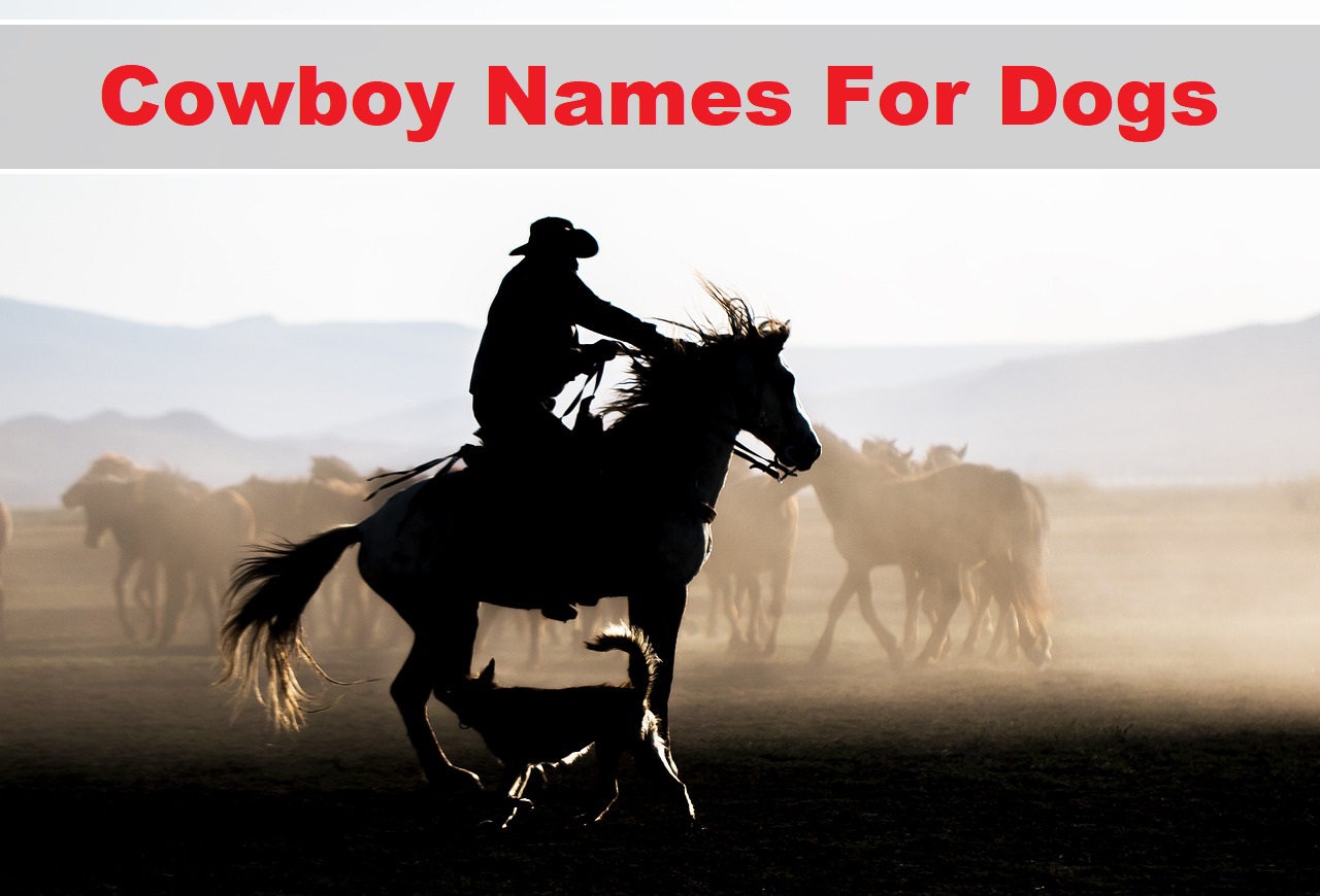 232 Best Cowboy Names Cool Good Funny